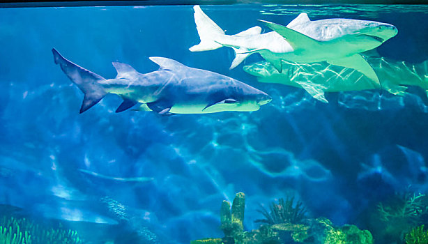海洋公园鲨鱼水族馆