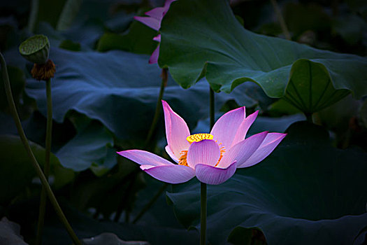 荷花,荷塘,2017秋荷－接天蓮葉無窮碧,映日荷花別樣紅