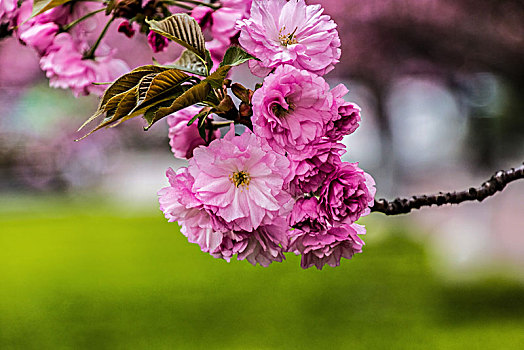 樱花大街景观