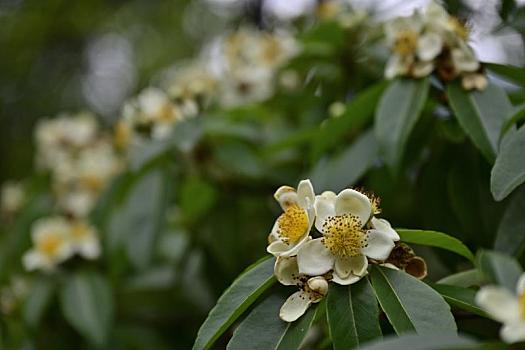 白的野花