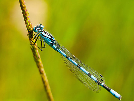 小,蓝色,蜻蜓,枝头