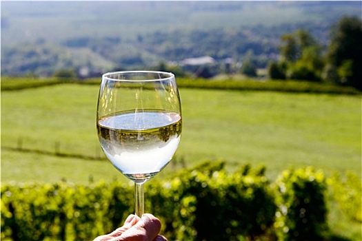 玻璃杯,白葡萄酒,葡萄园,背景