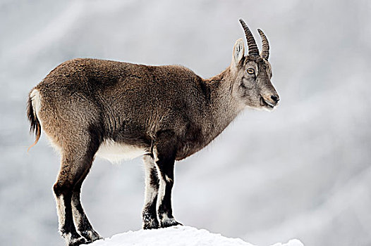 阿尔卑斯野山羊,羱羊,雌性,冬天,德国,欧洲