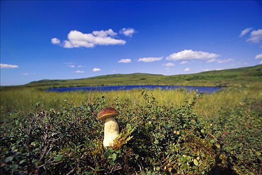 牛肝菌,蘑菇,苔原,夏天,德纳利国家公园和自然保护区,阿拉斯加