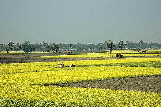 风景,孟加拉,十一月,2007年