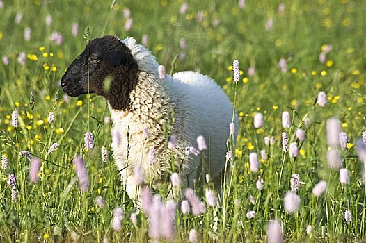 绵羊,德国,花,草场