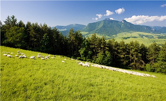 绵羊,牧群,斯洛伐克