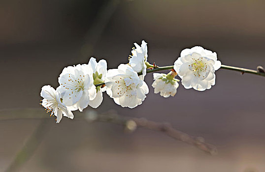 桃花,白色