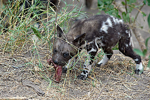 非洲野狗,非洲野犬属,星期,老,幼仔,吃,肉,北方,博茨瓦纳