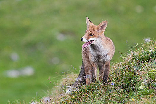 红狐,狐属,站立,阿尔卑斯草甸,喘气,提洛尔,奥地利,欧洲