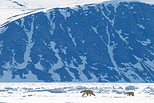北极熊,北极圈,冰,巴芬湾,海洋,北方,高耸,山峦,巴芬岛,加拿大