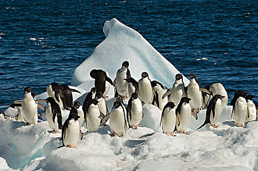南极,保利特岛,海滩,阿德利企鹅,冰,鹅卵石,等待,海洋
