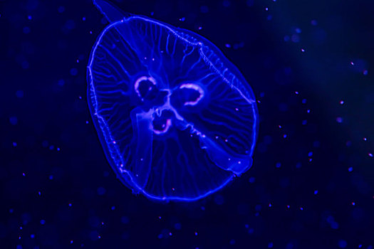 水母-中国长春农博园新春游园会展示的海洋生物