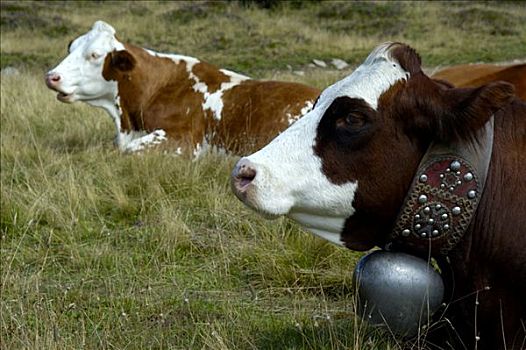 两个,母牛,铃,休息,草地,上萨瓦,法国