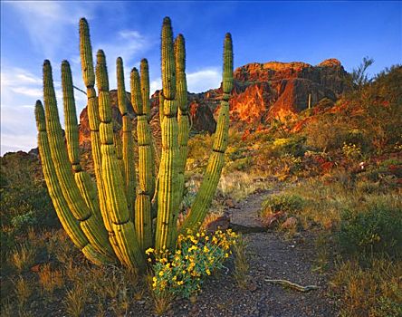 风琴管仙人掌,春天,日落,管风琴仙人掌国家保护区,亚利桑那