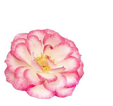 粉色,白色,微型,玫瑰花