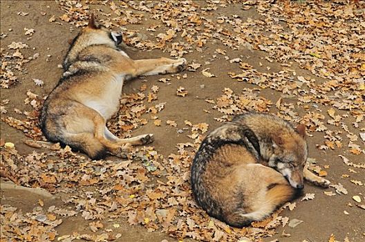 丛林狼图片大全_丛林狼高清图片下载_图片网