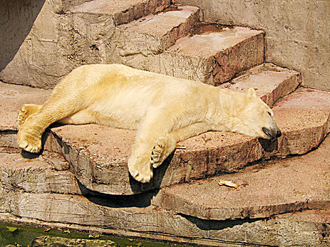 睡觉,北极熊