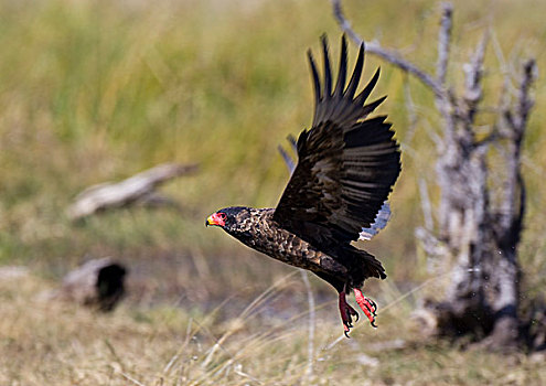 短尾鹰,乔贝国家公园,博茨瓦纳,非洲