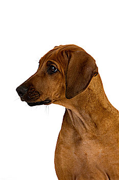 罗德西亚背脊犬,狗,肖像,3个月,老,幼仔