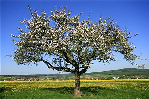 苹果树,开花,正面,苹果,乡村,黑森州,德国,欧洲