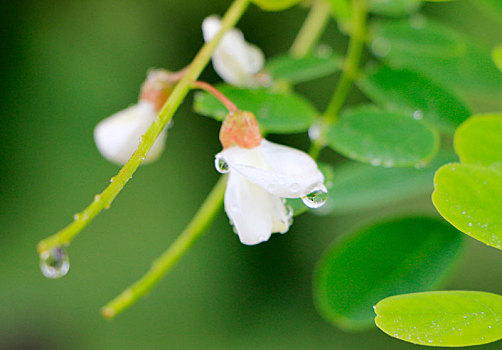 夏雨润花