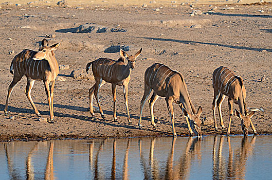 大捻角羚,两个,成年,女性,幼兽,喝,水坑,埃托沙国家公园,纳米比亚,非洲