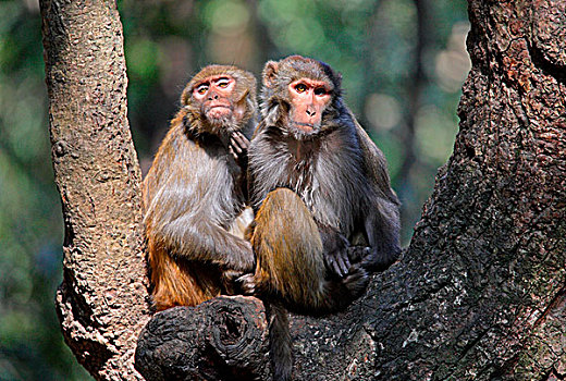 猕猴,两个,成年人,挠,下巴,坐,树,加德满都,尼泊尔,亚洲