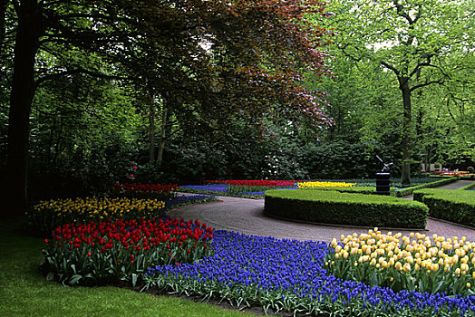 荷兰,靠近,阿姆斯特丹,库肯霍夫花园,郁金香,蓝色,麝香兰