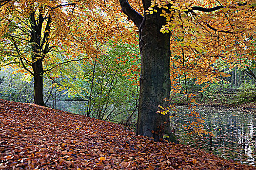 秋叶,树上,水边