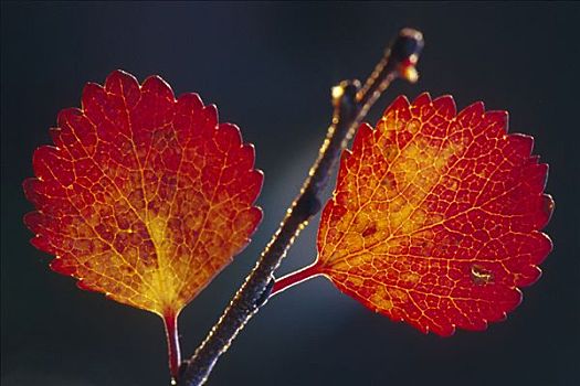 特写,蓝莓,叶子,德纳里国家公园,阿拉斯加,秋天,逆光