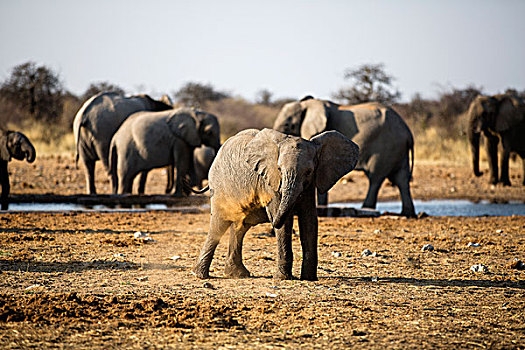 非洲象,小动物,灰尘,浴室,背影,大象,喝,水坑,埃托沙国家公园,纳米比亚,非洲