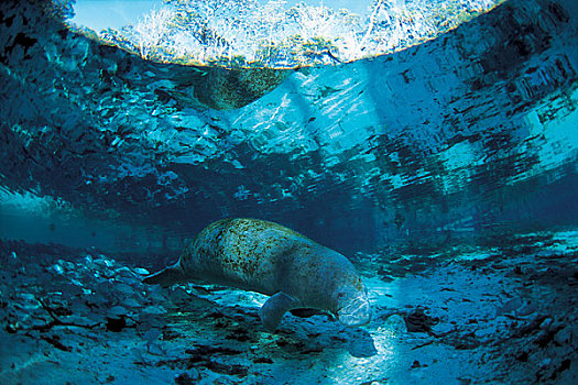 海洋生物