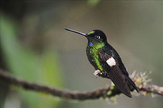 雄性,栖息,基多,厄瓜多尔,安第斯山,南美