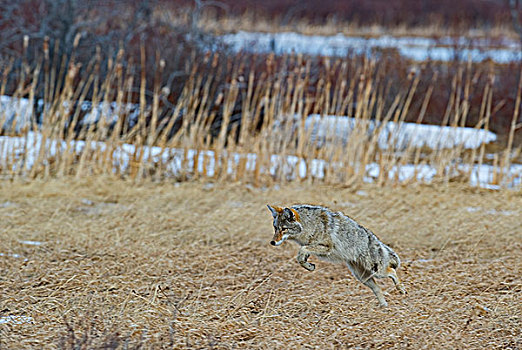 丛林狼,犬属,成年,猎捕,西南方,艾伯塔省,加拿大