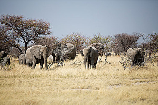 非洲象,牧群,走,干草,风景,埃托沙国家公园,纳米比亚,非洲