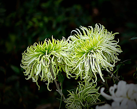 菊花,秋菊