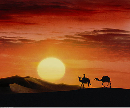 剪影,骆驼,日落