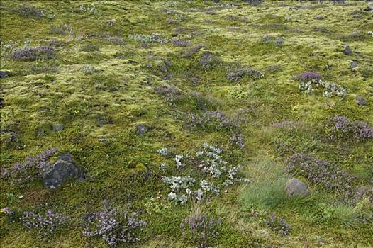 盛开,苔原,八月,斯卡夫塔菲尔国家公园,冰岛