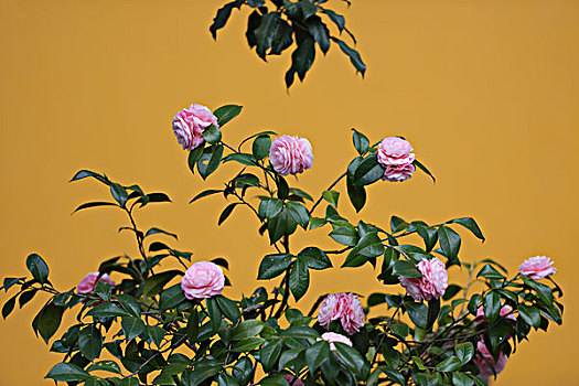 茶花,粉色,灵隐寺,杭州,黄色pinkcamelliawithgreenleavesandyellowbackgroundinlingyintempleofhangzhou,china