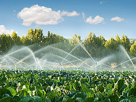 灌溉,菜园