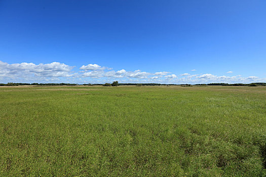 东方红,湿地