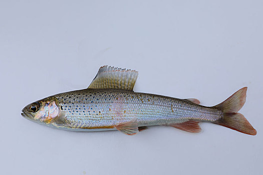 黑龙江茴鱼标本
