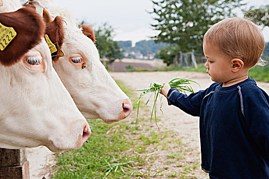 幼儿,男孩,喂食,草,母牛,侧面视角