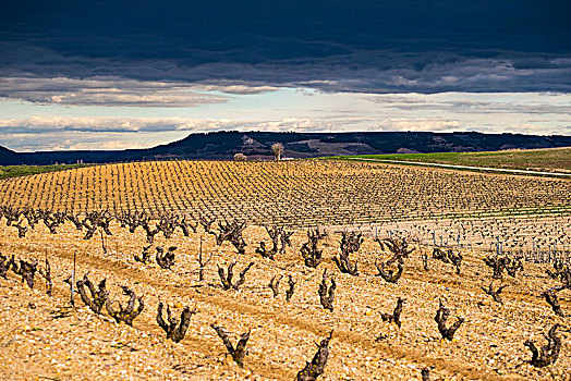 风景,葡萄园,结束,冬天,区域,杜罗河,葡萄酒,省,瓦亚多利德,西班牙,欧洲