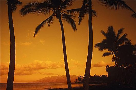 仰视,棕榈树,海滩,夏威夷,美国