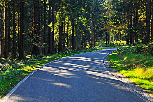 道路,树林,图林根州,德国