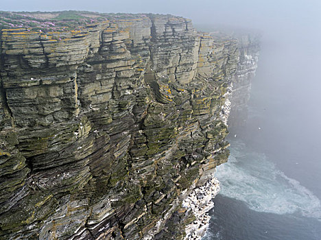 悬崖,迎面,岛屿,家,一个,海鸟,生物群,英国,奥克尼群岛,苏格兰,大幅,尺寸