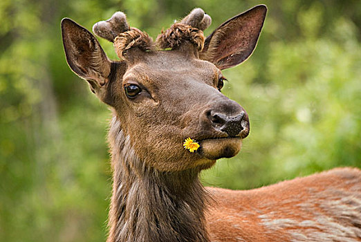 麋鹿,鹿属,蒲公英,嘴,国家公园,萨斯喀彻温,加拿大