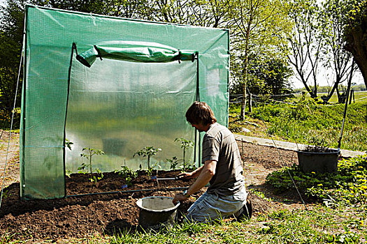 男人,种植,西红柿,温室